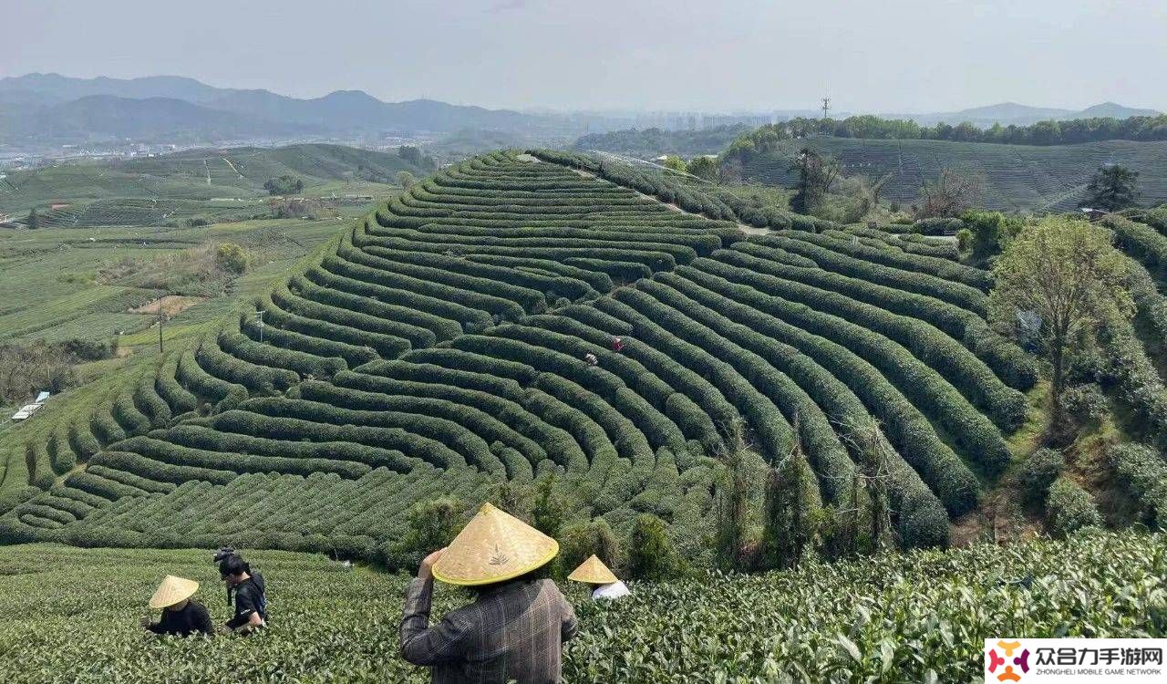 盒馬入局茶葉賽道，能否攪動(dòng)6000億茶市場風(fēng)云？